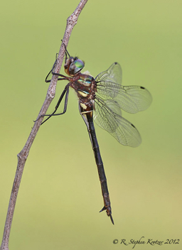 Somatochlora tenebrosa, female